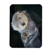 Magnet Flexible Animaux de bébés cutest | Flottant de Loutres de m (Vertical)