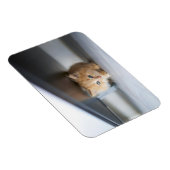 Magnet Flexible Animaux de bébés cutest | Fluffy Orange Kitten (Côté Droit)