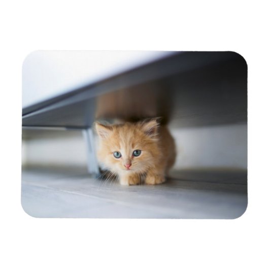 Magnet Flexible Animaux de bébés cutest | Fluffy Orange Kitten (Horizontal)