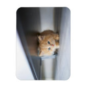 Magnet Flexible Animaux de bébés cutest | Fluffy Orange Kitten (Vertical)