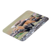 Magnet Flexible Animaux de bébés cutest | Fox Pups en jeu (Côté Gauche)