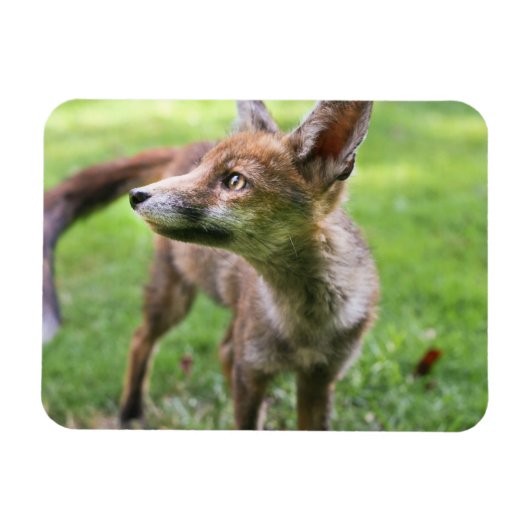 Magnet Flexible Animaux de bébés cutest | Fox urbain (Horizontal)
