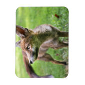 Magnet Flexible Animaux de bébés cutest | Fox urbain (Vertical)