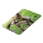 Magnet Flexible Animaux de bébés cutest | Fox urbain (Côté Gauche)