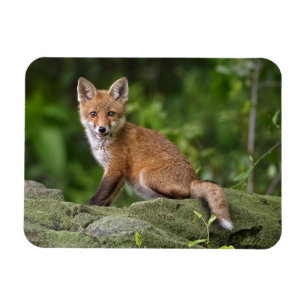 Magnet Flexible Animaux de bébés cutest Foxy Smile