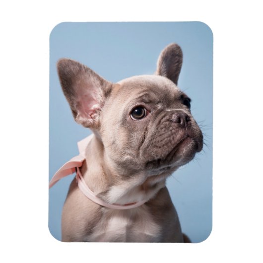 Magnet Flexible Animaux de bébés cutest | French Bulldog Pink Bow (Vertical)