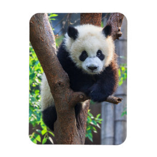 Magnet Flexible Animaux de bébés cutest   Géant Panda Cub