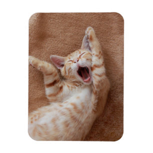 Magnet Flexible Animaux de bébés cutest Ginger Kitten Yawning