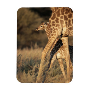 Magnet Flexible Animaux de bébés cutest Girafe bébé et parent