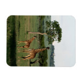 Magnet Flexible Animaux de bébés cutest | Giraffe Calf & Mama (Horizontal)