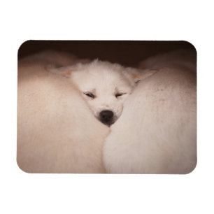 Magnet Flexible Animaux de bébés cutest Golden Retriever Snuggle