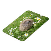 Magnet Flexible Animaux de bébés cutest | Hérisson espagnol (Côté Gauche)