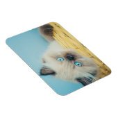 Magnet Flexible Animaux de bébés cutest | Himalaya Seal Point Cat (Côté Droit)