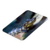 Magnet Flexible Animaux de bébés cutest | Jeune alligator (Côté Gauche)