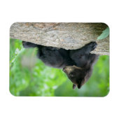 Magnet Flexible Animaux de bébés cutest | Jeune ours Ours Noir (Horizontal)