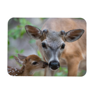 Magnet Flexible Animaux de bébés cutest   Key Deer Stag & Fawn