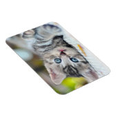 Magnet Flexible Animaux de bébés cutest | Kitten aux yeux bleus (Côté Droit)