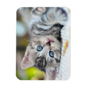 Magnet Flexible Animaux de bébés cutest | Kitten aux yeux bleus (Vertical)