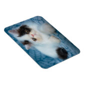 Magnet Flexible Animaux de bébés cutest | Kitten noir et blanc (Côté Droit)