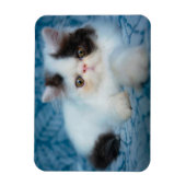 Magnet Flexible Animaux de bébés cutest | Kitten noir et blanc (Vertical)