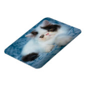 Magnet Flexible Animaux de bébés cutest | Kitten noir et blanc (Côté Gauche)