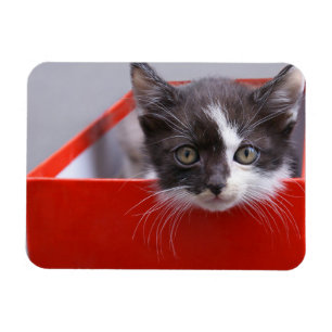 Magnet Flexible Animaux de bébés cutest Kitten noir et blanc