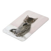 Magnet Flexible Animaux de bébés cutest | Licking Tabby Kitten (Côté Gauche)