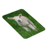 Magnet Flexible Animaux de bébés cutest | Lil Lamb (Côté Droit)