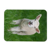 Magnet Flexible Animaux de bébés cutest | Lil Lamb (Horizontal)
