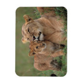 Magnet Flexible Animaux de bébés cutest | Lion Cub & Mother (Vertical)