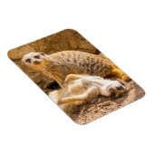 Magnet Flexible Animaux de bébés cutest | Meerkats joueurs (Côté Droit)