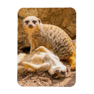 Magnet Flexible Animaux de bébés cutest Meerkats joueurs