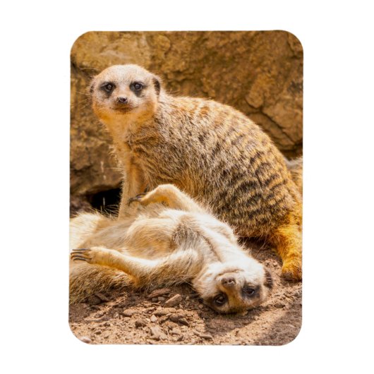Magnet Flexible Animaux de bébés cutest | Meerkats joueurs (Vertical)