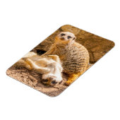 Magnet Flexible Animaux de bébés cutest | Meerkats joueurs (Côté Gauche)