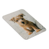 Magnet Flexible Animaux de bébés cutest | Norfolk Terrier Puppy (Côté Droit)