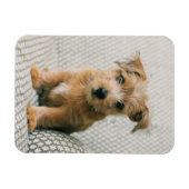 Magnet Flexible Animaux de bébés cutest | Norfolk Terrier Puppy (Horizontal)