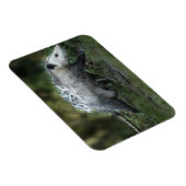 Magnet Flexible Animaux de bébés cutest | Opossum Maman & Kids (Côté Droit)