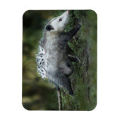 Magnet Flexible Animaux de bébés cutest | Opossum Maman & Kids (Vertical)