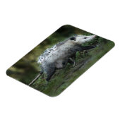 Magnet Flexible Animaux de bébés cutest | Opossum Maman & Kids (Côté Gauche)