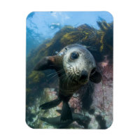 Animaux de bébés cutest | Phoque sous-marin Cape F