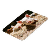 Magnet Flexible Animaux de bébés cutest | Piglet bébé mignon (Côté Gauche)