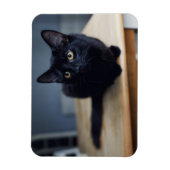Magnet Flexible Animaux de bébés cutest | Portrait d'un chat noir (Vertical)