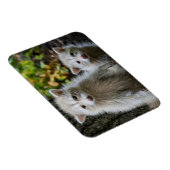 Magnet Flexible Animaux de bébés cutest | Raccoons jeunes blonds (Côté Droit)
