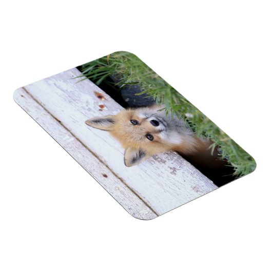 Magnet Flexible Animaux de bébés cutest | Red Fox Kit Peeking (Côté Droit)
