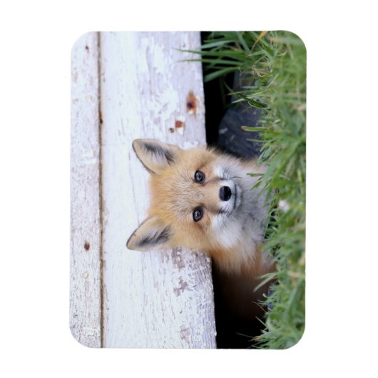 Magnet Flexible Animaux de bébés cutest | Red Fox Kit Peeking (Vertical)