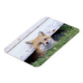 Magnet Flexible Animaux de bébés cutest | Red Fox Kit Peeking (Côté Gauche)