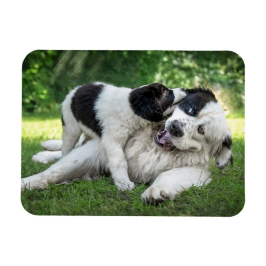 Magnet Flexible Animaux de bébés cutest | Remorque (Horizontal)