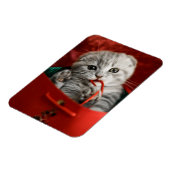 Magnet Flexible Animaux de bébés cutest | Scottish Fold Kitten (Côté Gauche)