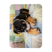 Magnet Flexible Animaux de bébés cutest | Shy Old English Bulldog (Vertical)