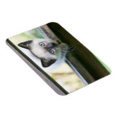 Magnet Flexible Animaux de bébés cutest | Siamese Kitten 2 (Côté Droit)